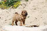 SHAR-PEI 074